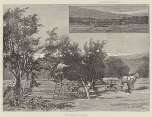 कैलिफोर्निया में फ्रूट-गैदरिंग